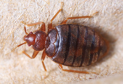 Super effective ways to deal with bed bugs - KnockFor