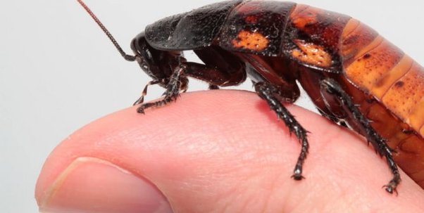 The Surprising Facts About Cockroaches You Must Know Knockfor