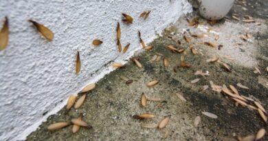 rid-of-flying-termite